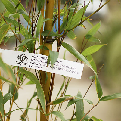 Phyllostachys Aureosulcata Golden Crookstem