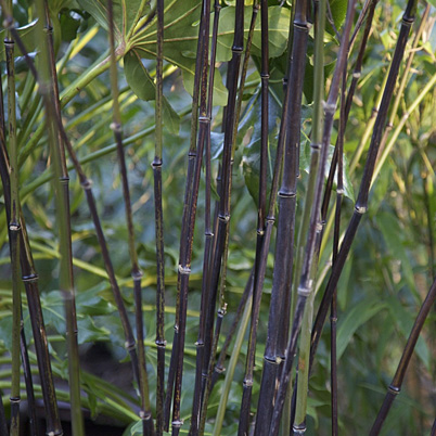 Phyllostachys Nigra