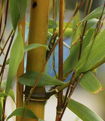 Phyllostachys Aureosulcata