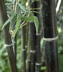 Phyllostachys Nigra