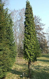 conifer