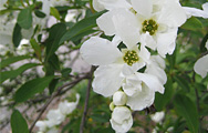 Exochorda racemosa Niagara