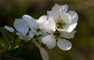 Exochorda racemosa Niagara