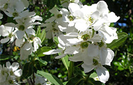 Exochorda racemosa Niagara