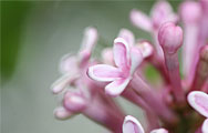 Syringa Meyeri Palibin - Lilac