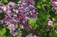 Syringa Meyeri Palibin - Lilac