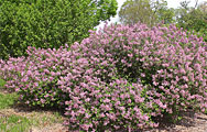 Syringa Meyeri Palibin - Lilac