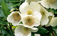 Eucryphia nymansensis