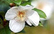 Eucryphia nymansensis