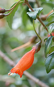 Mitraria coccinea