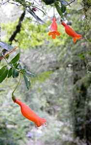 Mitraria coccinea