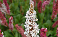 persicaria affinis