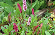 persicaria affinis