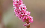 persicaria affinis