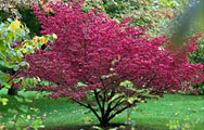 burning bush