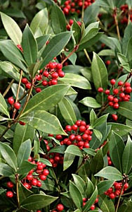 Skimmia japonica