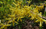 Forsythia x intermedia