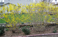 Forsythia x intermedia