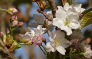 Prunus Amanogawa