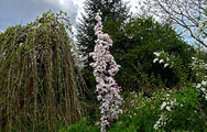 Prunus Amanogawa