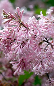 Syringa x Josiflexa