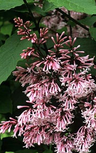 Syringa x Josiflexa