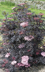 Sambucus Nigra Black Lace