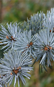 Picea pungens Hoopsii