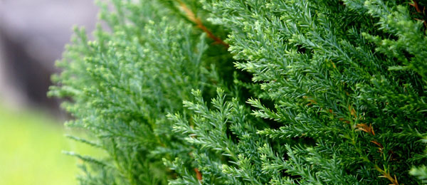 conifer tree