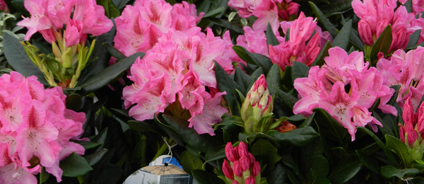 Rhododendron Cosmopolitan