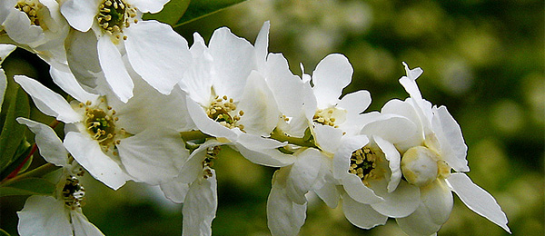 Exochorda racemosa Niagara