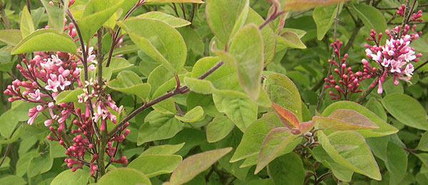 Syringa Meyeri Palibin - Lilac