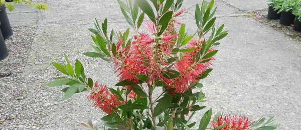 Callistemon