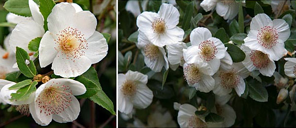 Eucryphia Nymansensis Nymansay