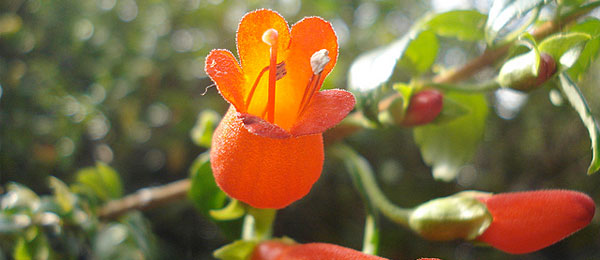 Mitraria coccinea