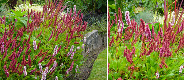 persicaria affinis