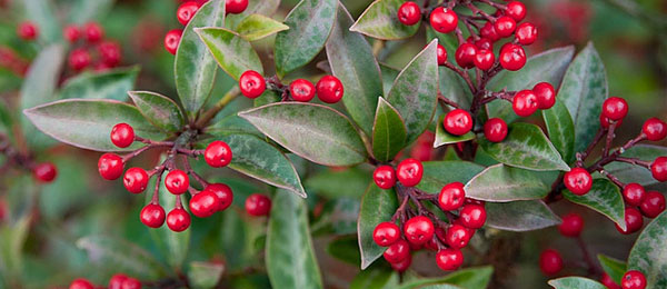 Skimmia japonica