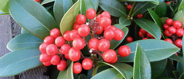 Skimmia japonica