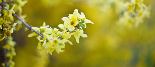 Forsythia x intermedia