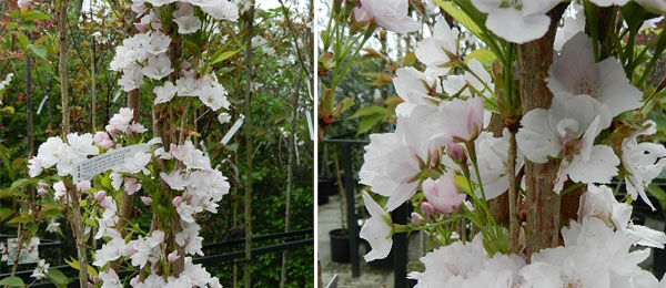 Exochorda racemosa Niagara