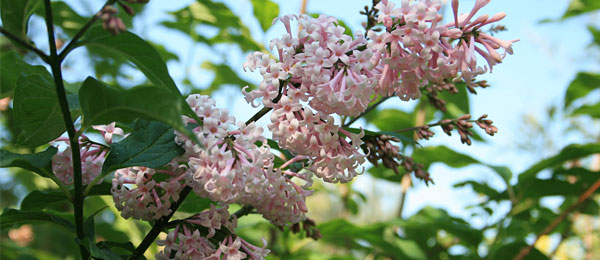 Syringa x Josiflexa