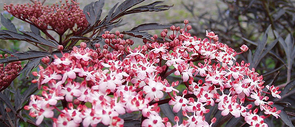 Sambucus Nigra Black Lace