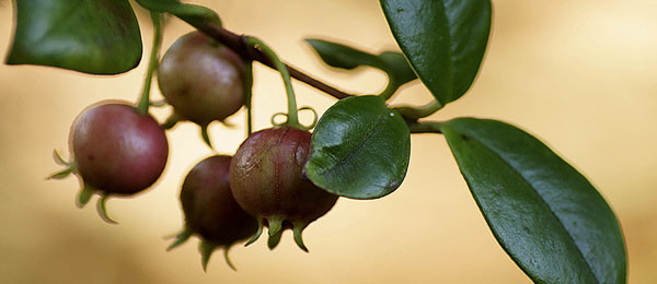 Myrtus ugni