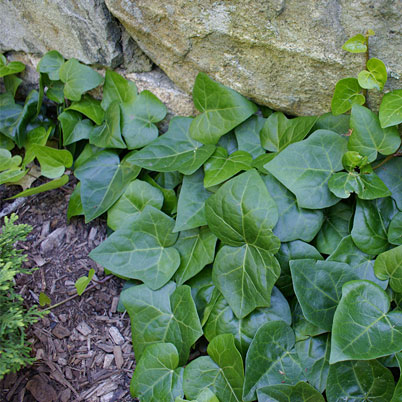 Hedera Colchica Dentata Variegata