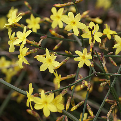 Jasminum Nudiflorum