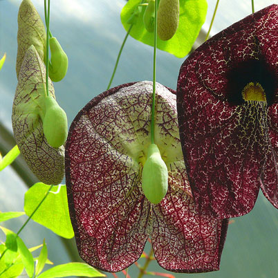 Aristolochia Macrophylla