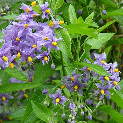 Chilean Potato Tree