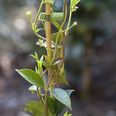 Trachelospermum Jasminoides