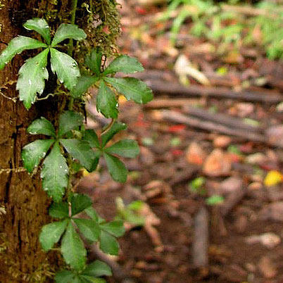 Cissus Striata