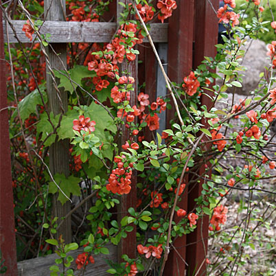 Chaenomeles Japonica